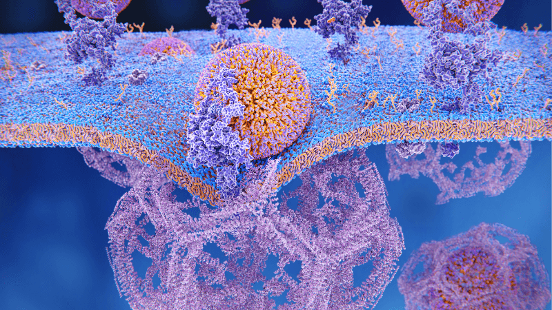 EPM Protein Therapeutics Binding Of LDL Particles To The LDL Receptors